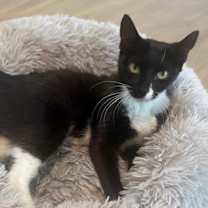 Thumbnail photo of SASSY #2