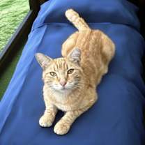 Thumbnail photo of Nacho #3