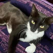 Thumbnail photo of SASSY #3