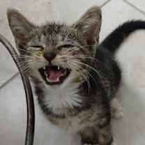 Thumbnail photo of Oliver #4