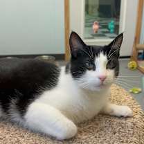 Thumbnail photo of Eevee #1