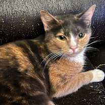 Thumbnail photo of Snickers #1