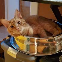 Thumbnail photo of Statler (Bonded with Waldorf #2