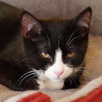 Thumbnail photo of Chorizo #1