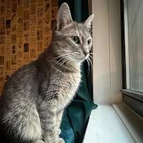 Thumbnail photo of Misty #1
