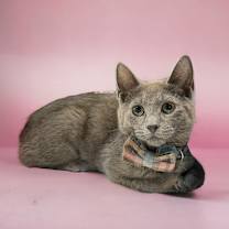 Thumbnail photo of Lily (Bonded with Orca) #2