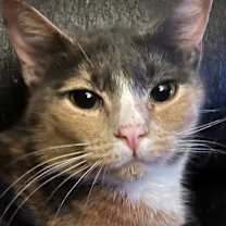 Thumbnail photo of Snickers #2