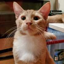 Thumbnail photo of Statler (Bonded with Waldorf #3