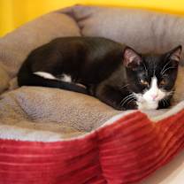 Thumbnail photo of Chorizo #2