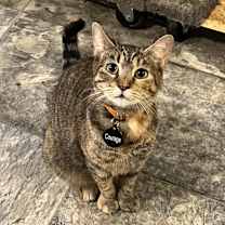 Thumbnail photo of Courage (Feral) #1