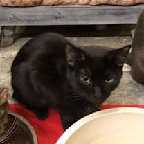 Thumbnail photo of Fudge #1