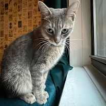 Thumbnail photo of Misty #2
