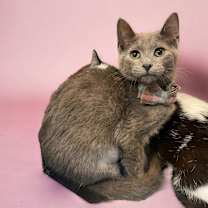 Thumbnail photo of Lily (Bonded with Orca) #3