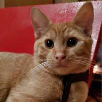 Thumbnail photo of Statler (Bonded with Waldorf #4