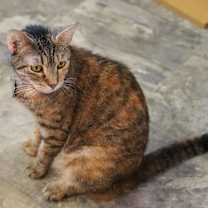 Thumbnail photo of Courage (Feral) #2