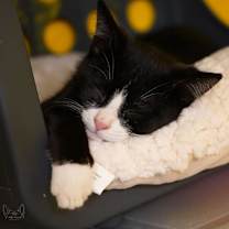 Thumbnail photo of Chorizo #3