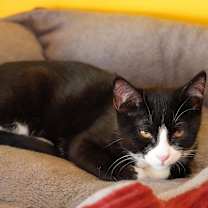 Thumbnail photo of Chorizo #4