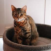 Thumbnail photo of Courage (Feral) #3