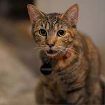 Thumbnail photo of Courage (Feral) #4