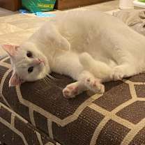 Thumbnail photo of Freya #2