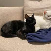 Thumbnail photo of Stevie #3