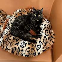 Thumbnail photo of Phoenix #1