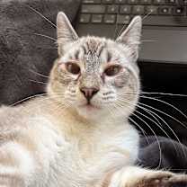 Thumbnail photo of MARSHAL #1