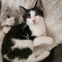 Thumbnail photo of BEEMER #1