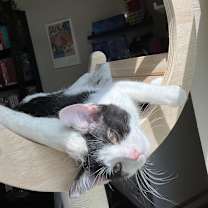 Thumbnail photo of SWEET #1