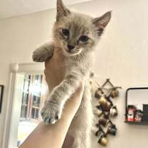 Thumbnail photo of MARSHAL #2