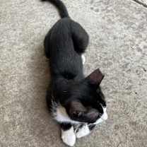 Thumbnail photo of SPATZ #2