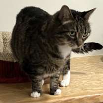 Thumbnail photo of Alice #4