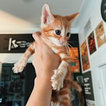 Thumbnail photo of ARTHUR #3