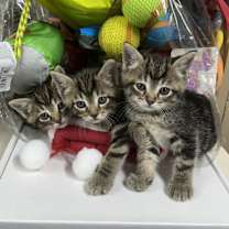 Thumbnail photo of Monica #3