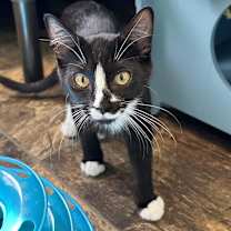 Thumbnail photo of Penguin #2