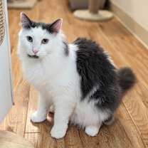 Thumbnail photo of Murph #1