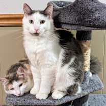 Thumbnail photo of Murph #2