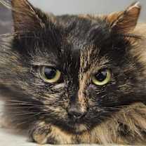 Thumbnail photo of Brioche (and Baguette) #2