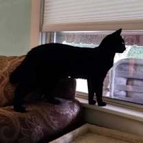 Thumbnail photo of Jetta #2