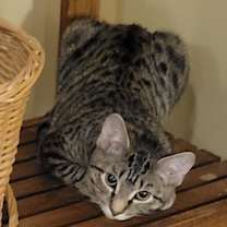 Thumbnail photo of Evie #2