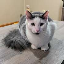 Thumbnail photo of Murph #3