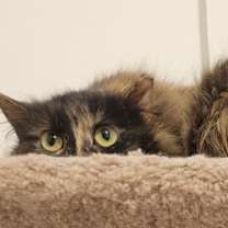 Thumbnail photo of Brioche (and Baguette) #3