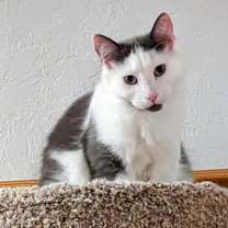 Thumbnail photo of Murph #4