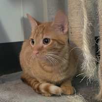 Thumbnail photo of Theodore #1