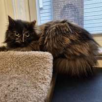 Thumbnail photo of Brioche (and Baguette) #4