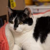 Thumbnail photo of Kyra #2