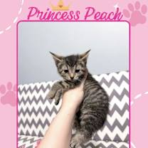 Thumbnail photo of Princess Peach #2
