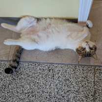 Thumbnail photo of O'Malley #2