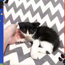 Thumbnail photo of Mario #3