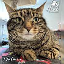 Thumbnail photo of Nutmeg #1